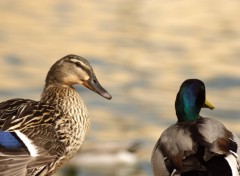 Wallpapers Animals canards