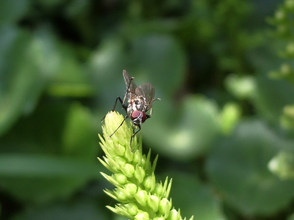 Fonds d'cran Animaux Insectes - Mouches mouche