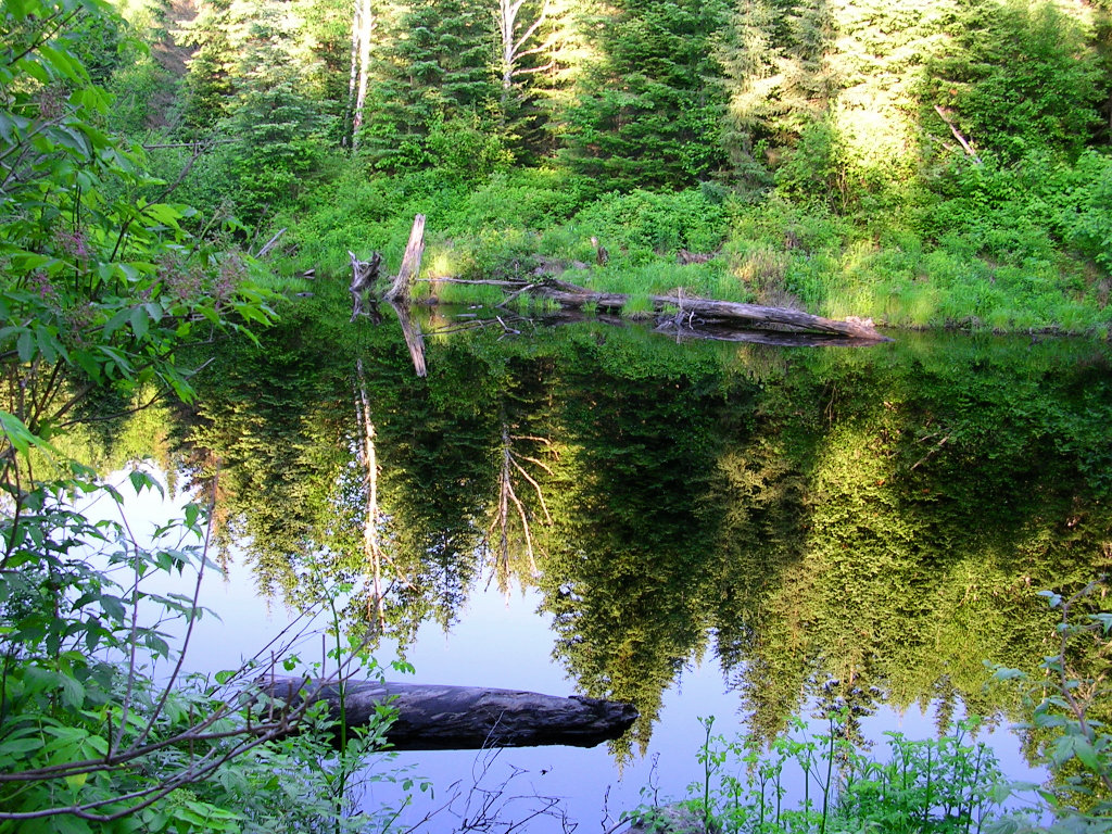 Fonds d'cran Nature Eau - Reflets Arbre en double