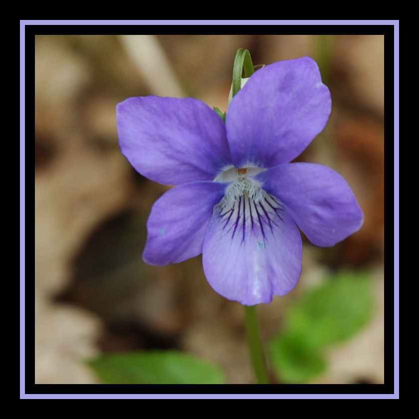 Fonds d'cran Nature Fleurs Violette des bois