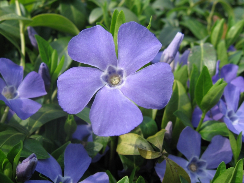 Fonds d'cran Nature Fleurs Vinca : petite pervenche