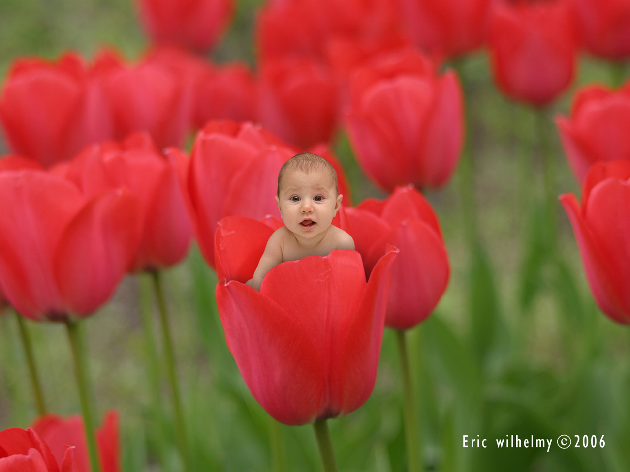 Fonds d'cran Hommes - Evnements Bbs - Enfants bb tulipe