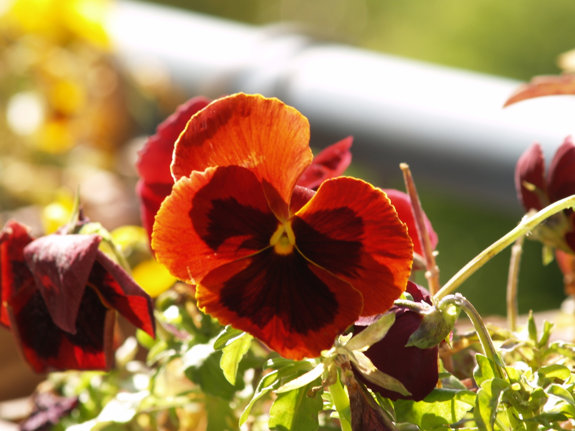 Fonds d'cran Nature Fleurs Les dernires penses