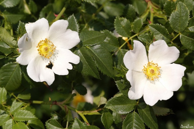 Wallpapers Nature Flowers Fleurs des champs