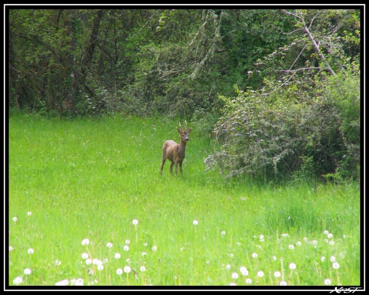 Wallpapers Animals Cervids NATURE