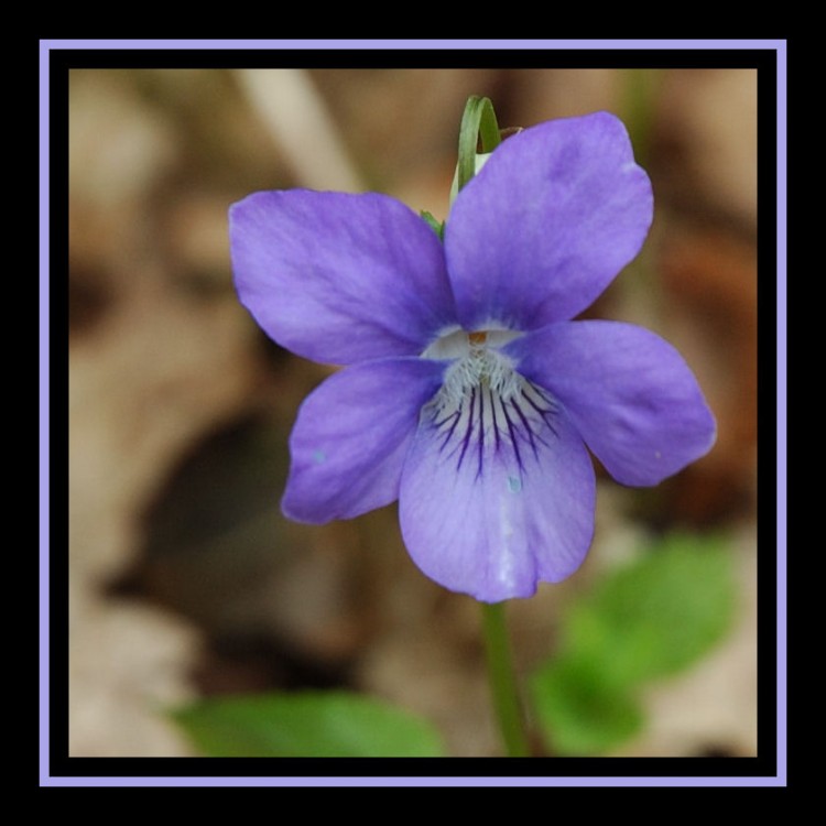 Fonds d'cran Nature Fleurs Violette des bois