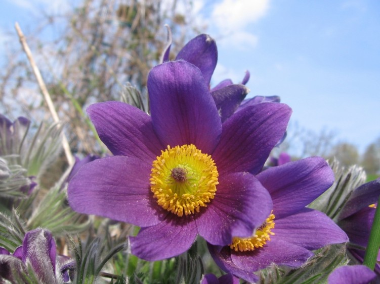 Fonds d'cran Nature Fleurs Pulsatila