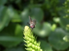 Fonds d'cran Animaux mouche