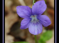 Fonds d'cran Nature Violette des bois