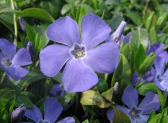 Fonds d'cran Nature Vinca : petite pervenche