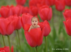 Fonds d'cran Hommes - Evnements bb tulipe