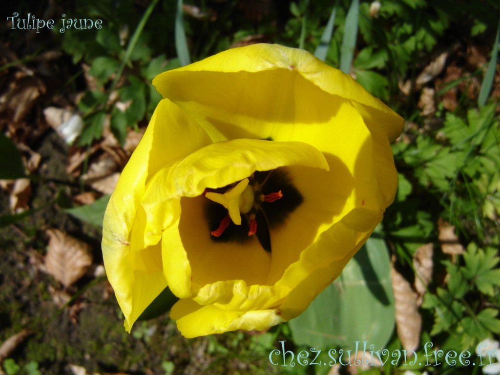 Fonds d'cran Nature Fleurs Tulipe s'panouissant dans la nature