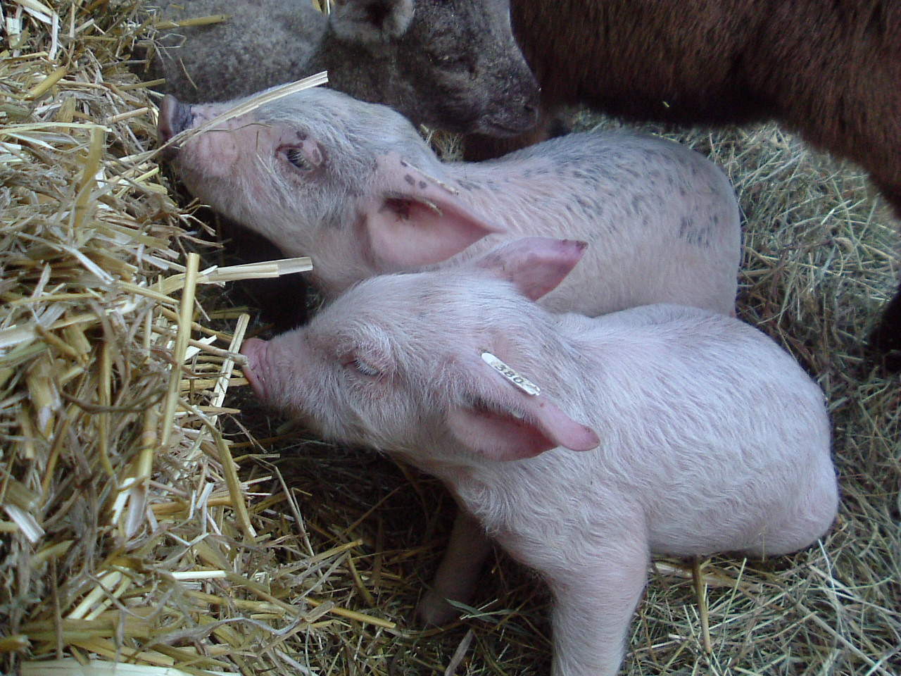 Fonds d'cran Animaux Cochons Les jumeaux de 15 jours...!