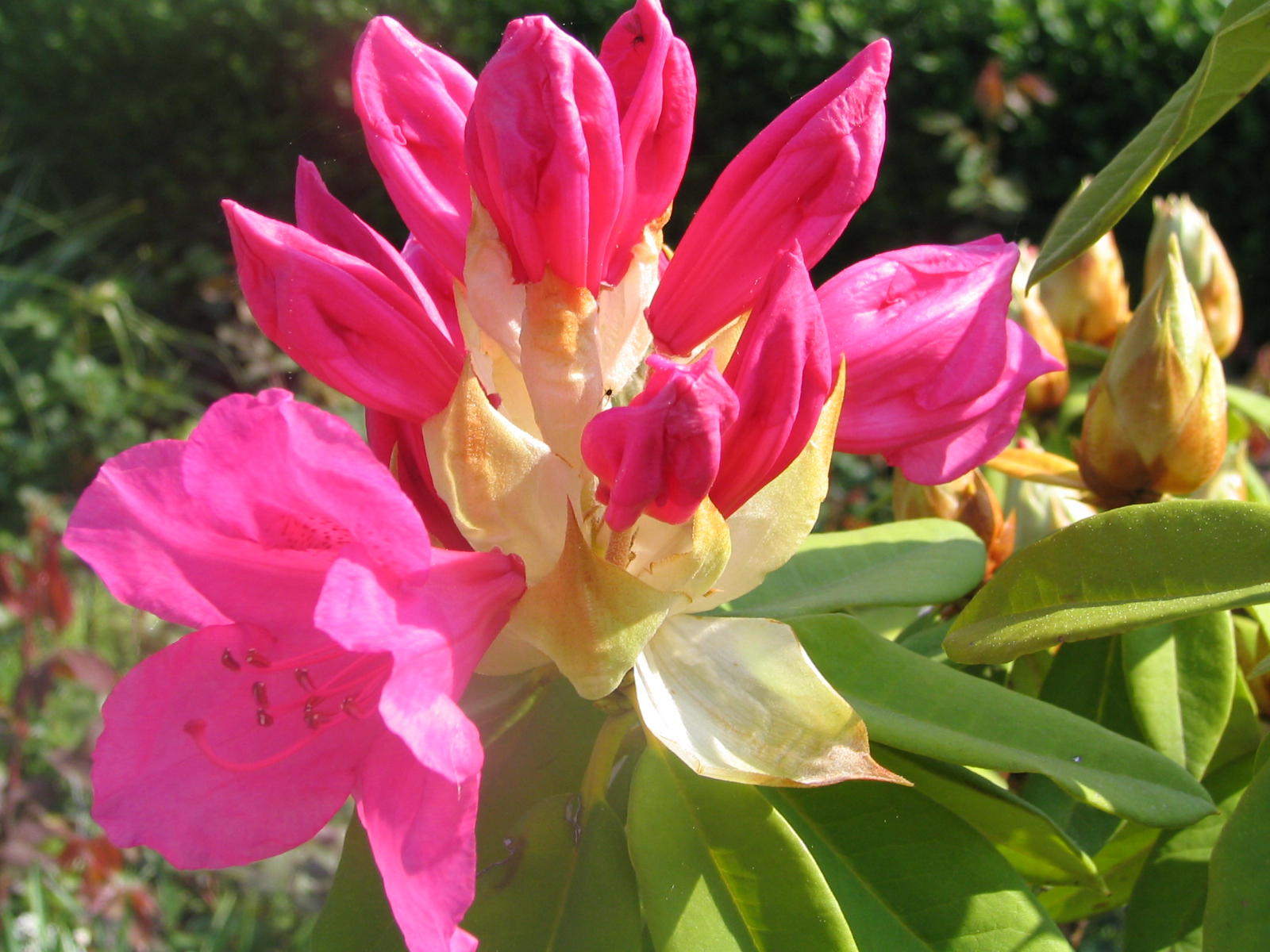 Fonds d'cran Nature Fleurs 