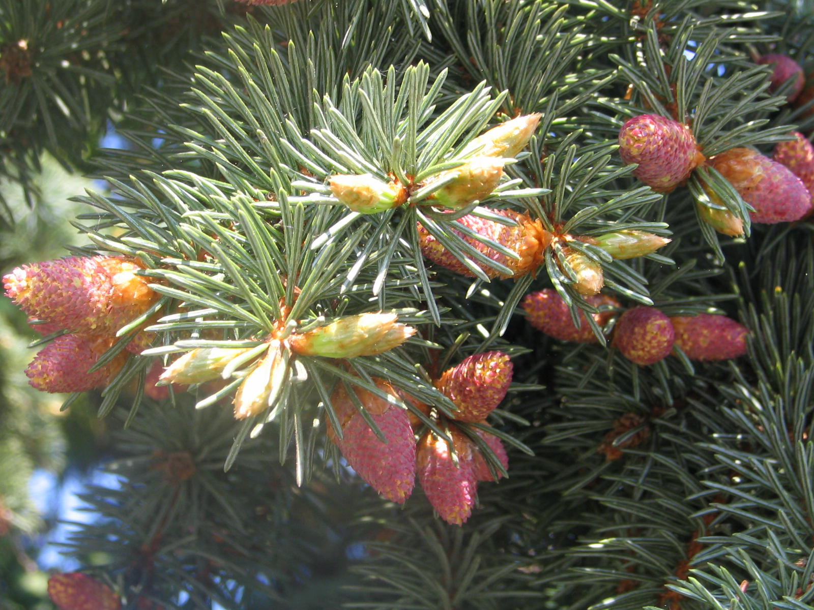 Fonds d'cran Nature Arbres - Forts 