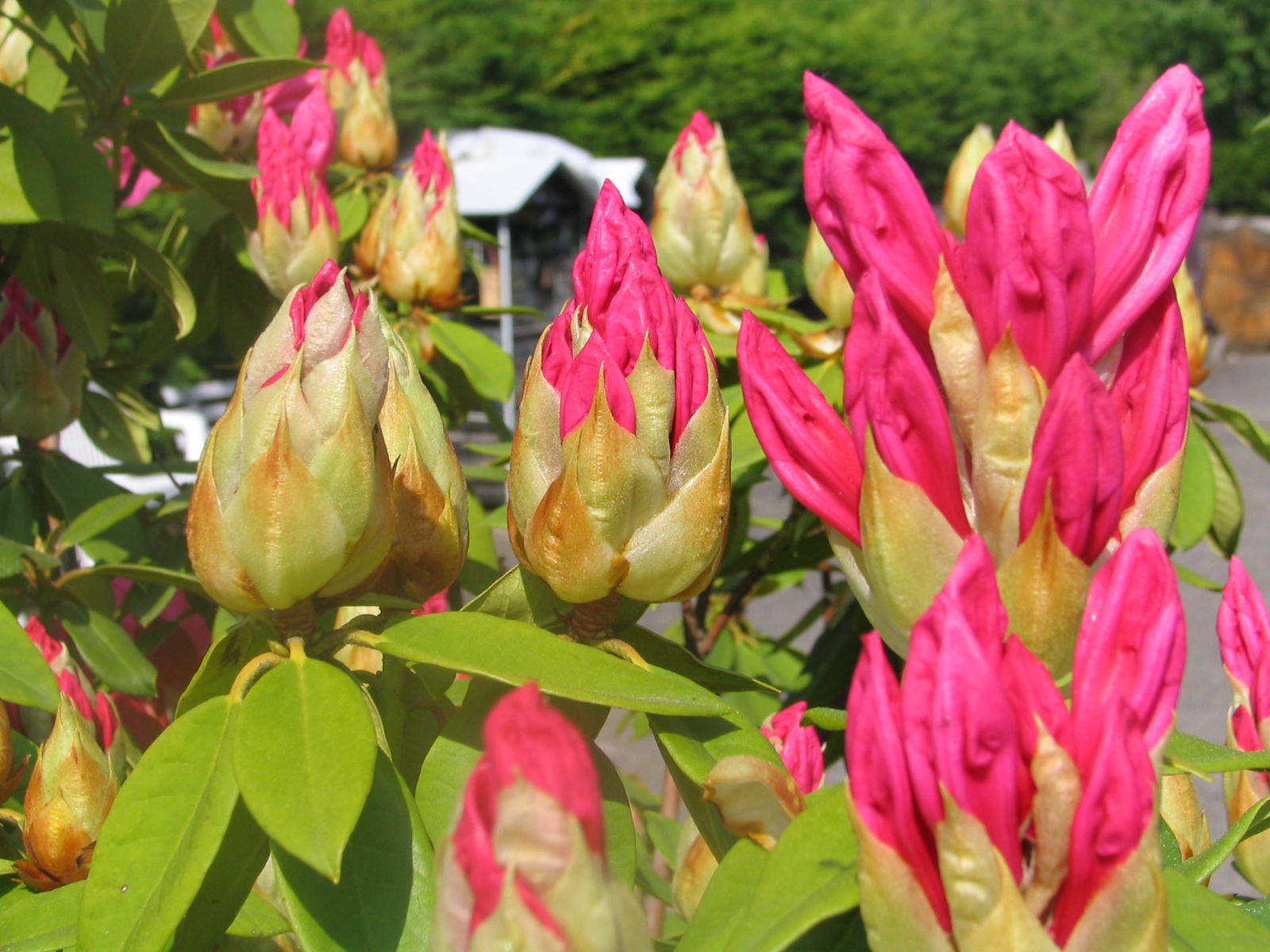 Fonds d'cran Nature Fleurs 