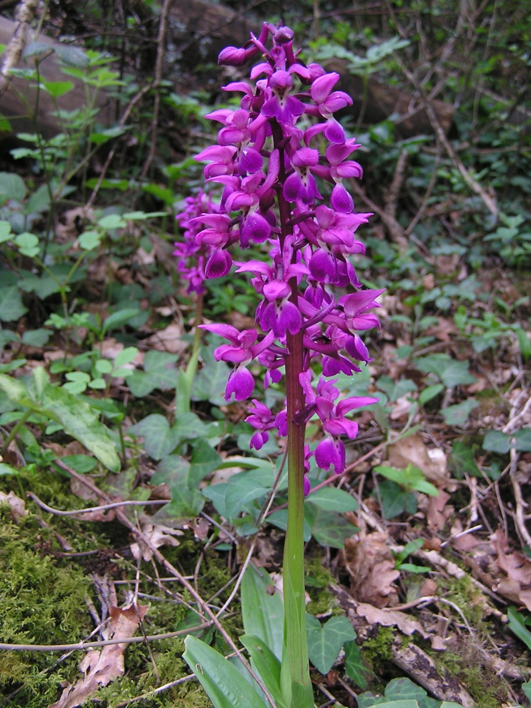 Wallpapers Nature Flowers Orchis mle