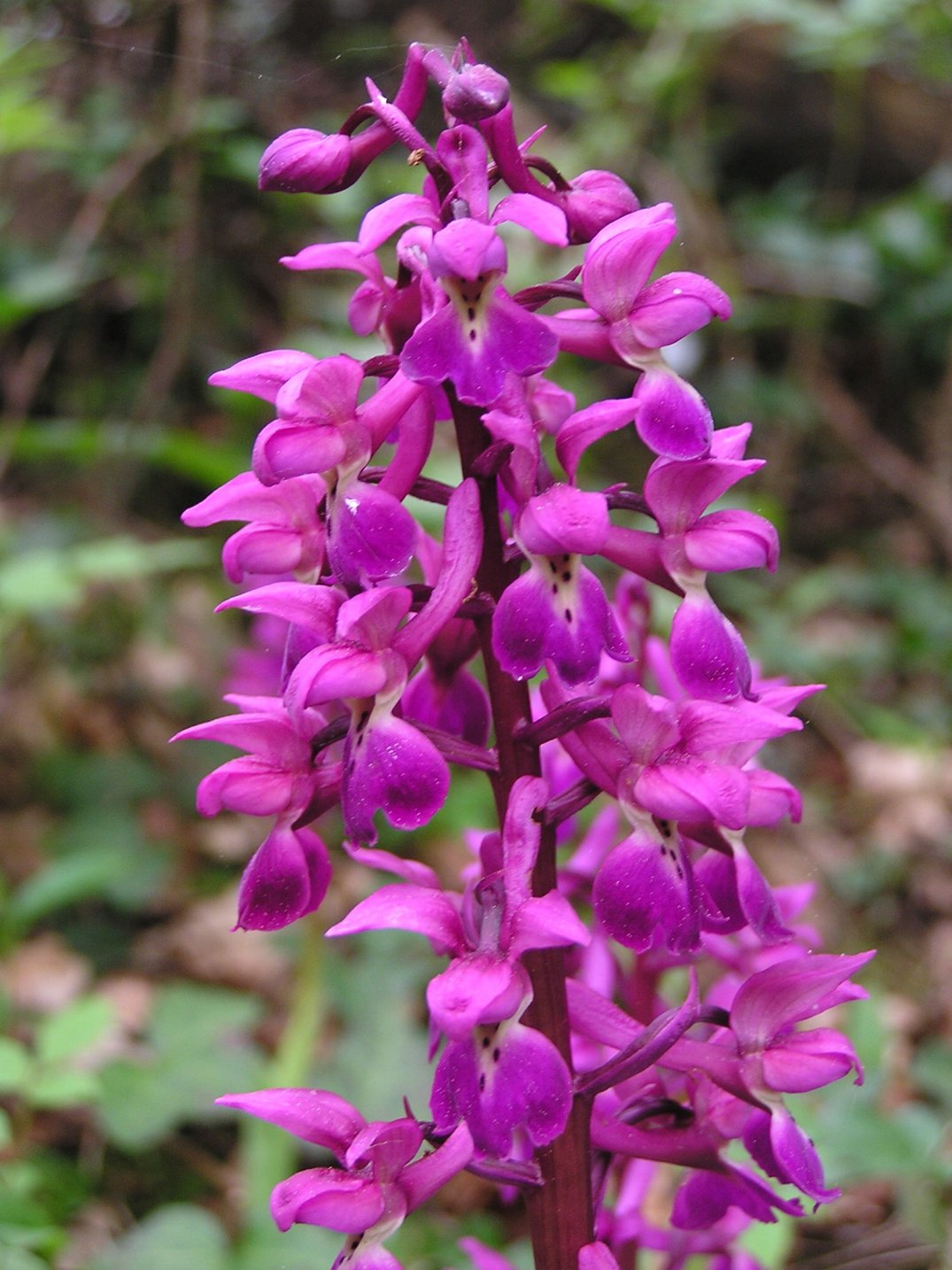 Fonds d'cran Nature Fleurs Orchis mle (gros plan)