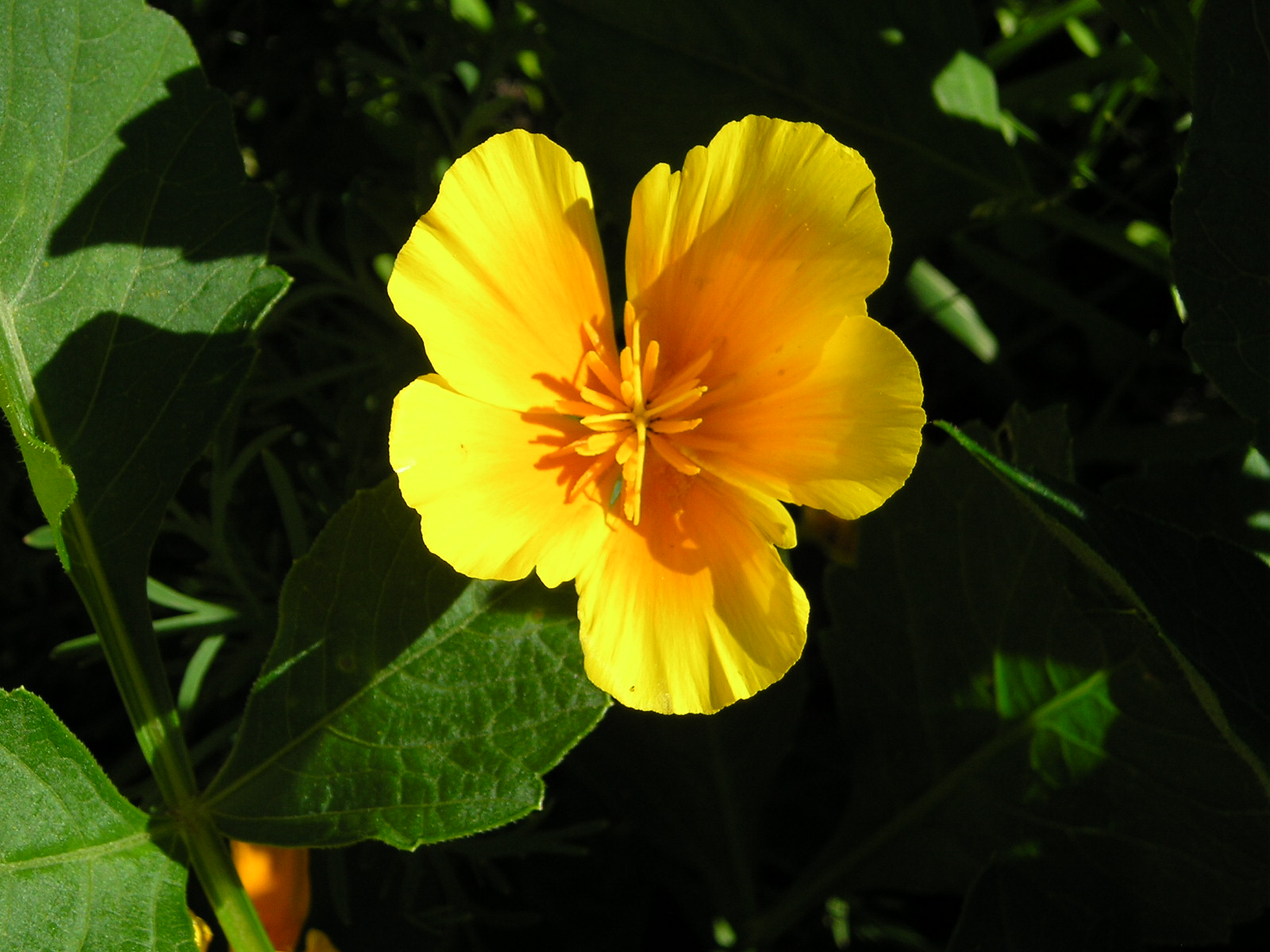 Fonds d'cran Nature Fleurs 