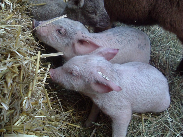 Wallpapers Animals Pigs Les jumeaux de 15 jours...!