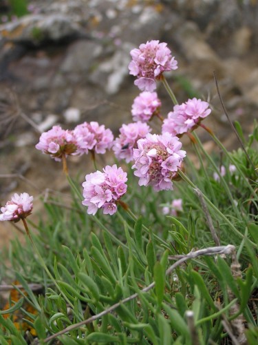 Wallpapers Nature Flowers Armrie maritime