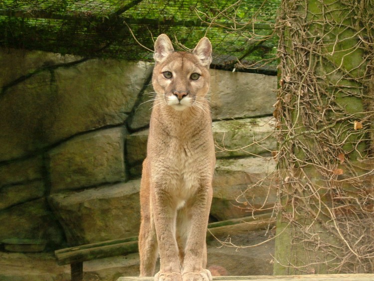 Fonds d'cran Animaux Flins - Pumas puma