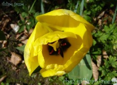 Wallpapers Nature Tulipe s'panouissant dans la nature