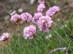 Fonds d'cran Nature Armrie maritime