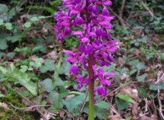 Fonds d'cran Nature Orchis mle