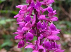 Wallpapers Nature Orchis mle (gros plan)