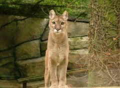 Fonds d'cran Animaux puma