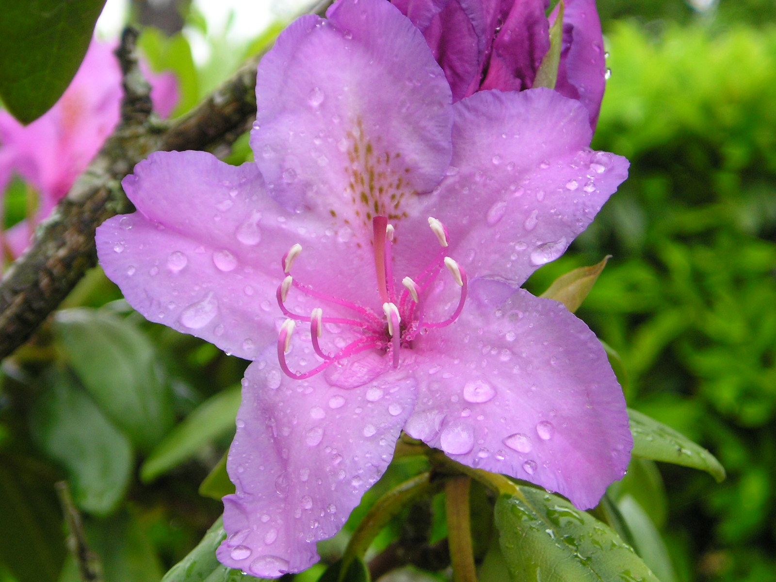 Wallpapers Nature Flowers rodhodendron