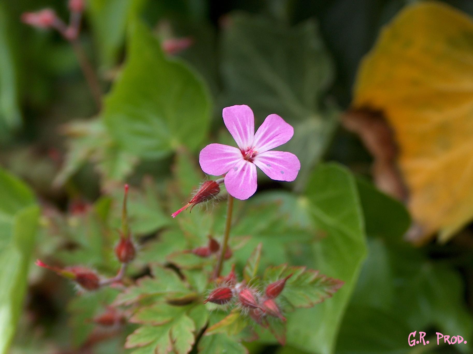 Fonds d'cran Nature Fleurs Solitaire...