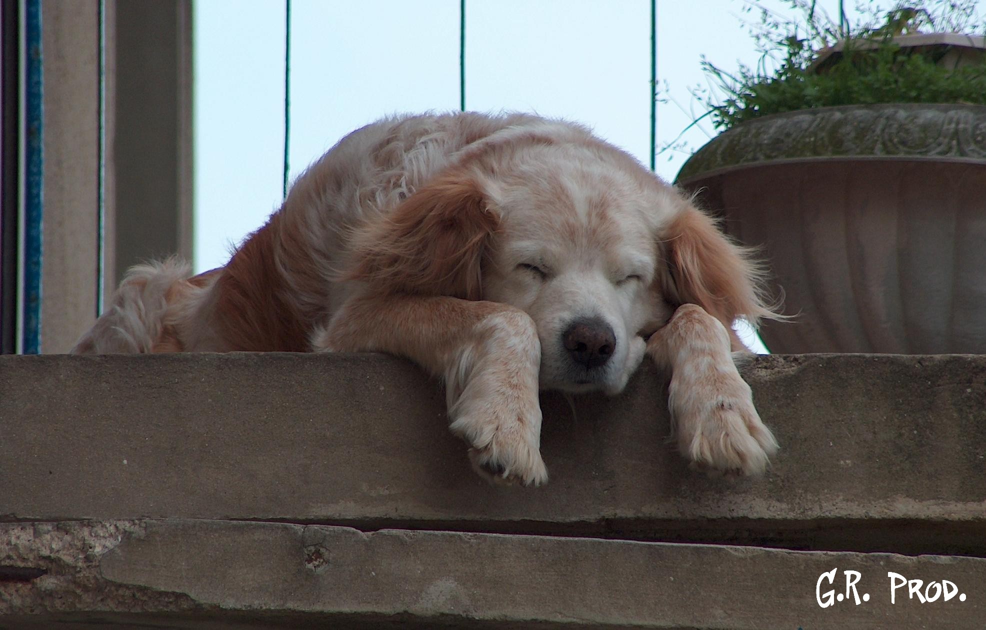 Fonds d'cran Animaux Chiens Chien de garde ???...