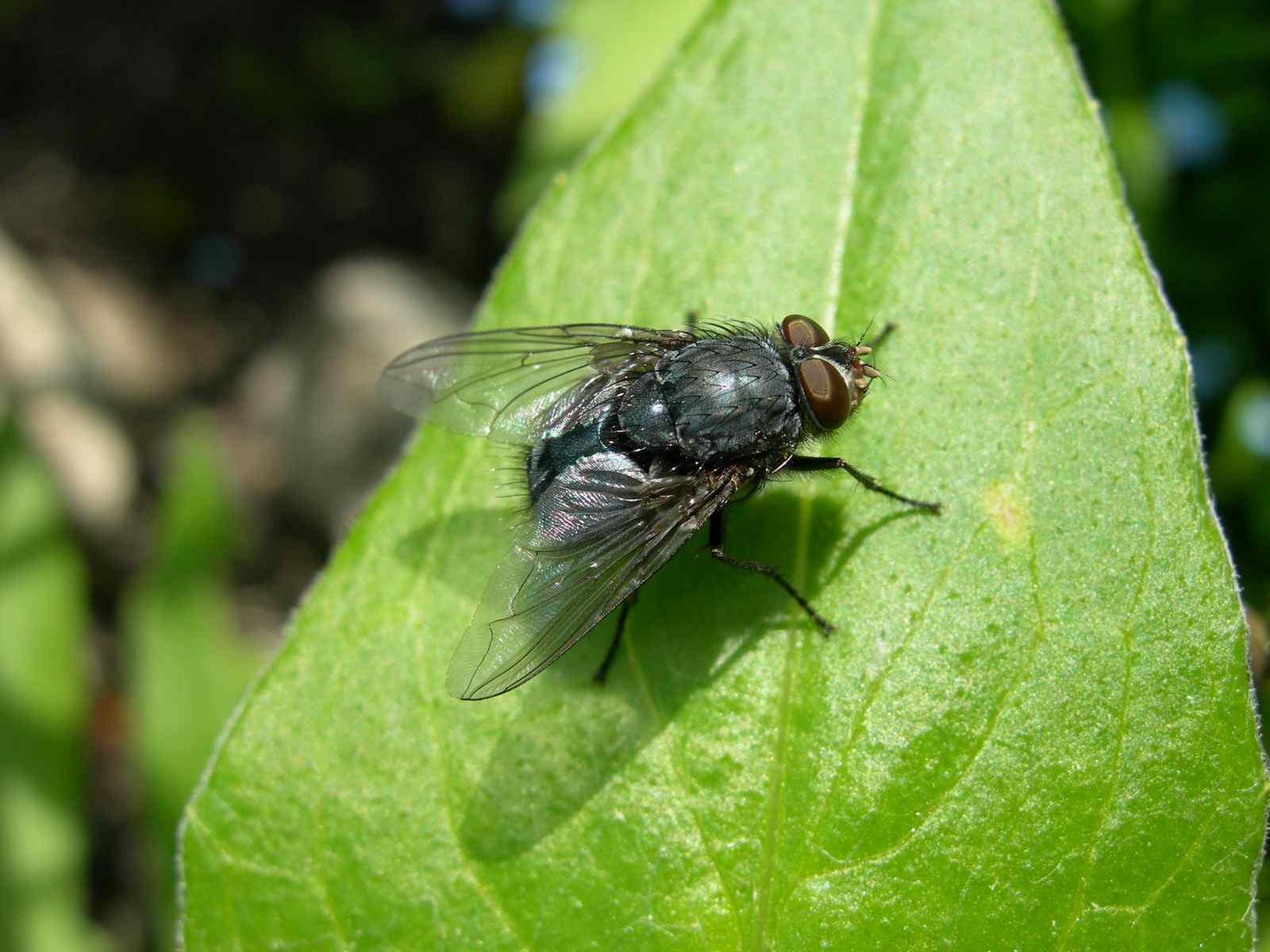 Wallpapers Animals Insects - Flies Zobi la mouche !:-))