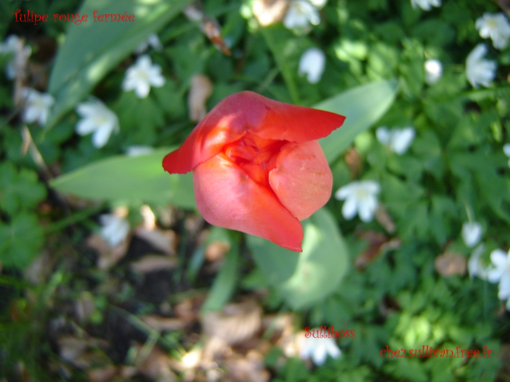 Fonds d'cran Nature Fleurs Tulipe rouge en bouton