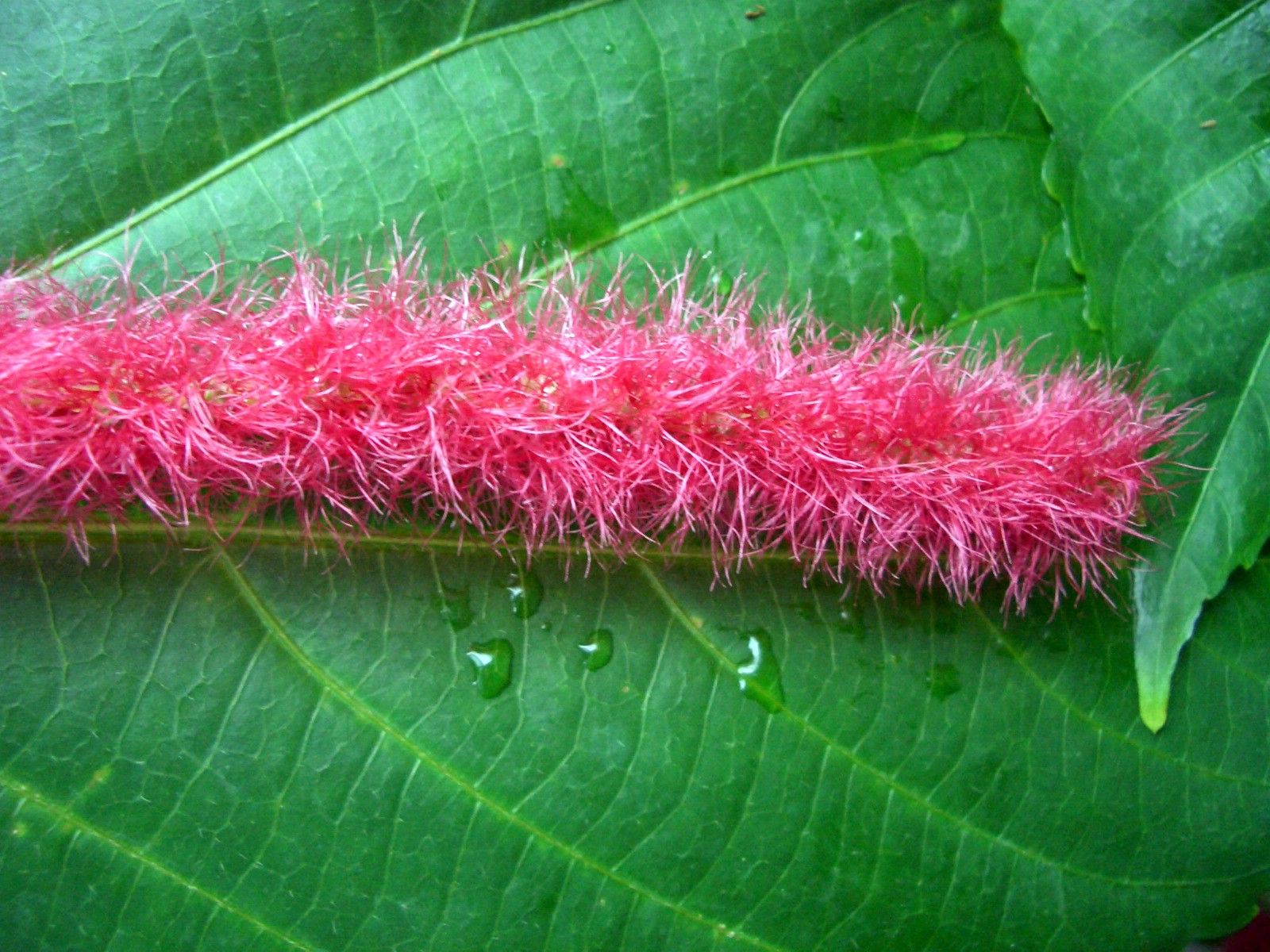 Fonds d'cran Nature Fleurs Boa