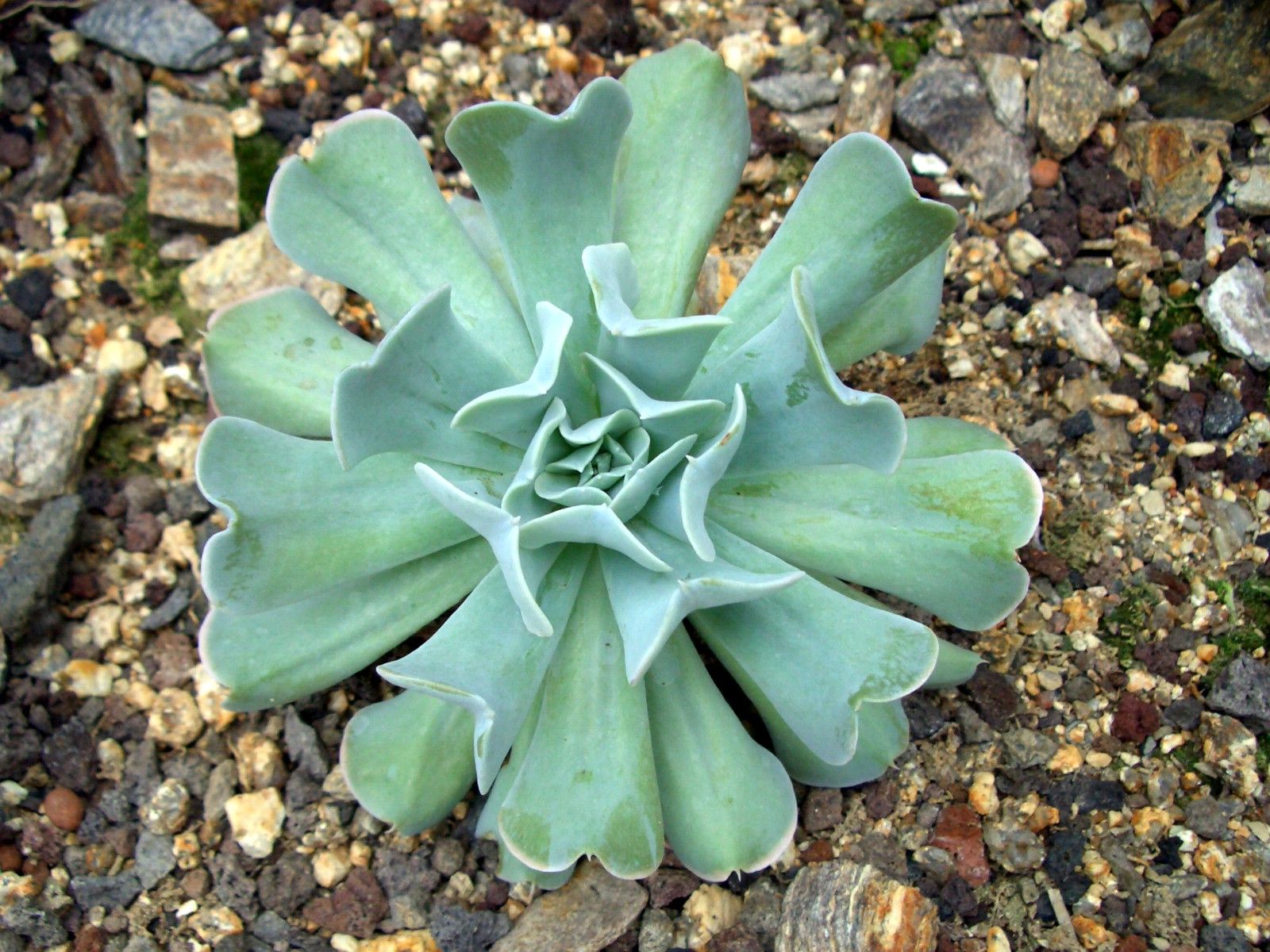 Fonds d'cran Nature Plantes - Arbustes Echeveria