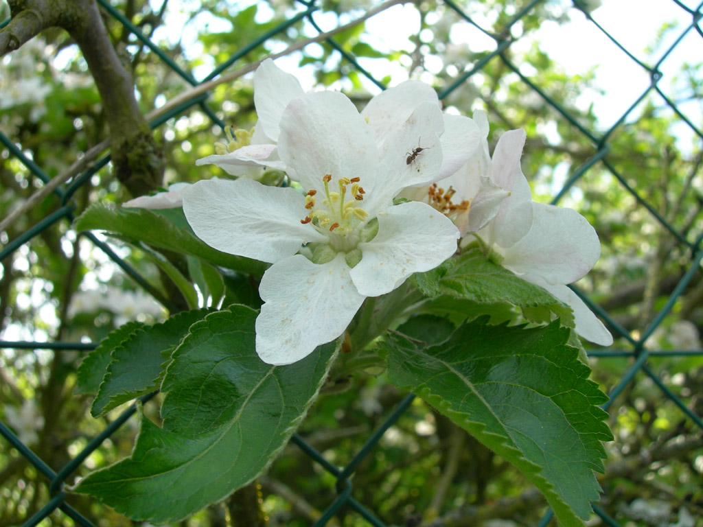 Wallpapers Nature Flowers Je passe par l...