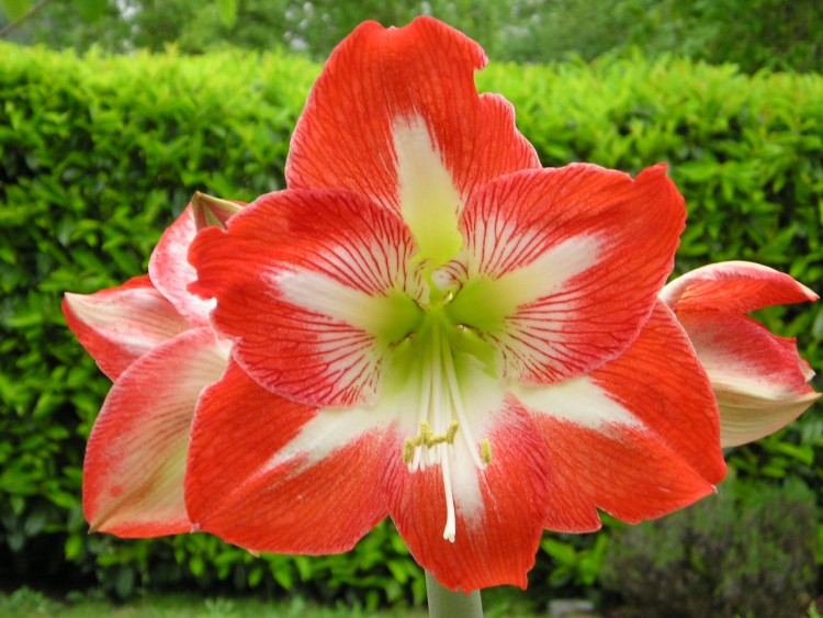 Wallpapers Nature Flowers amaryllis