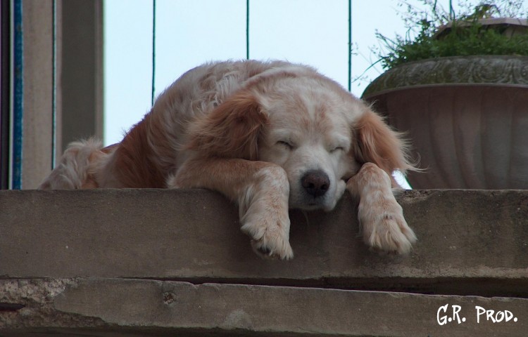 Fonds d'cran Animaux Chiens Chien de garde ???...