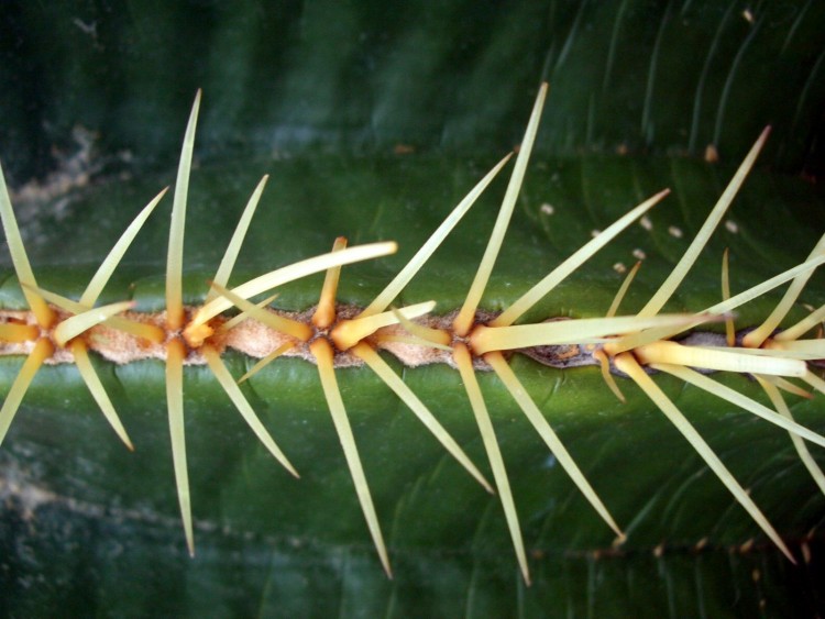 Fonds d'cran Nature Plantes - Arbustes Piquants