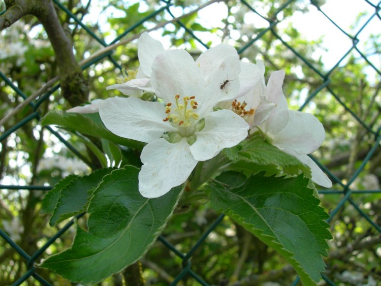 Wallpapers Nature Flowers Je passe par l...