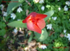 Wallpapers Nature Tulipe rouge en bouton