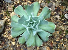 Fonds d'cran Nature Echeveria