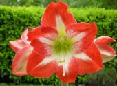 Fonds d'cran Nature amaryllis