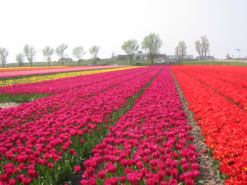 Fonds d'cran Nature Champs - Prairies Champs de tulipes en Hollande