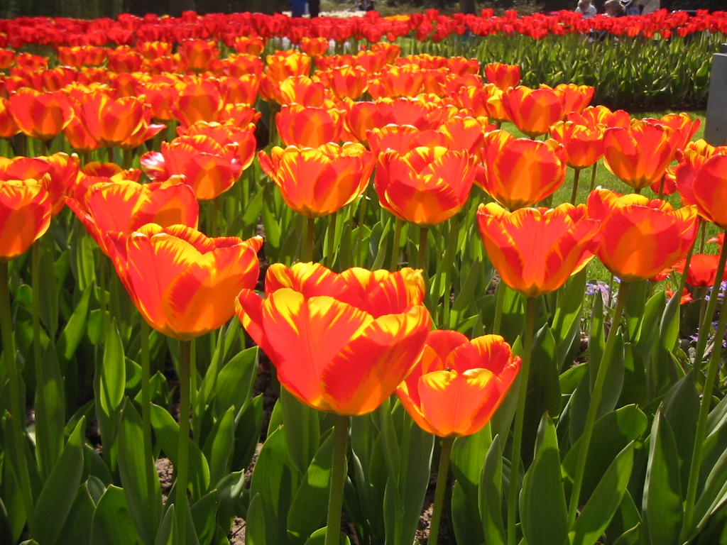 Fonds d'cran Nature Fleurs Tulipe de feu