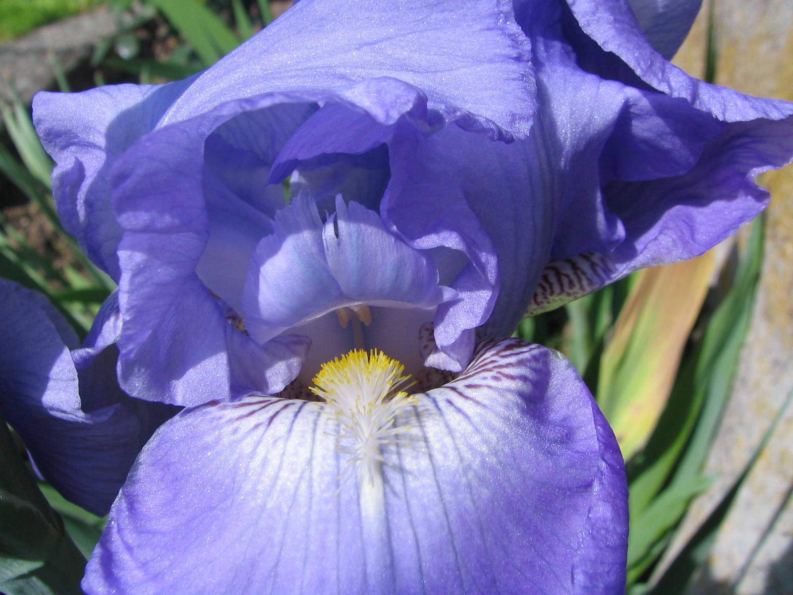 Fonds d'cran Nature Fleurs 