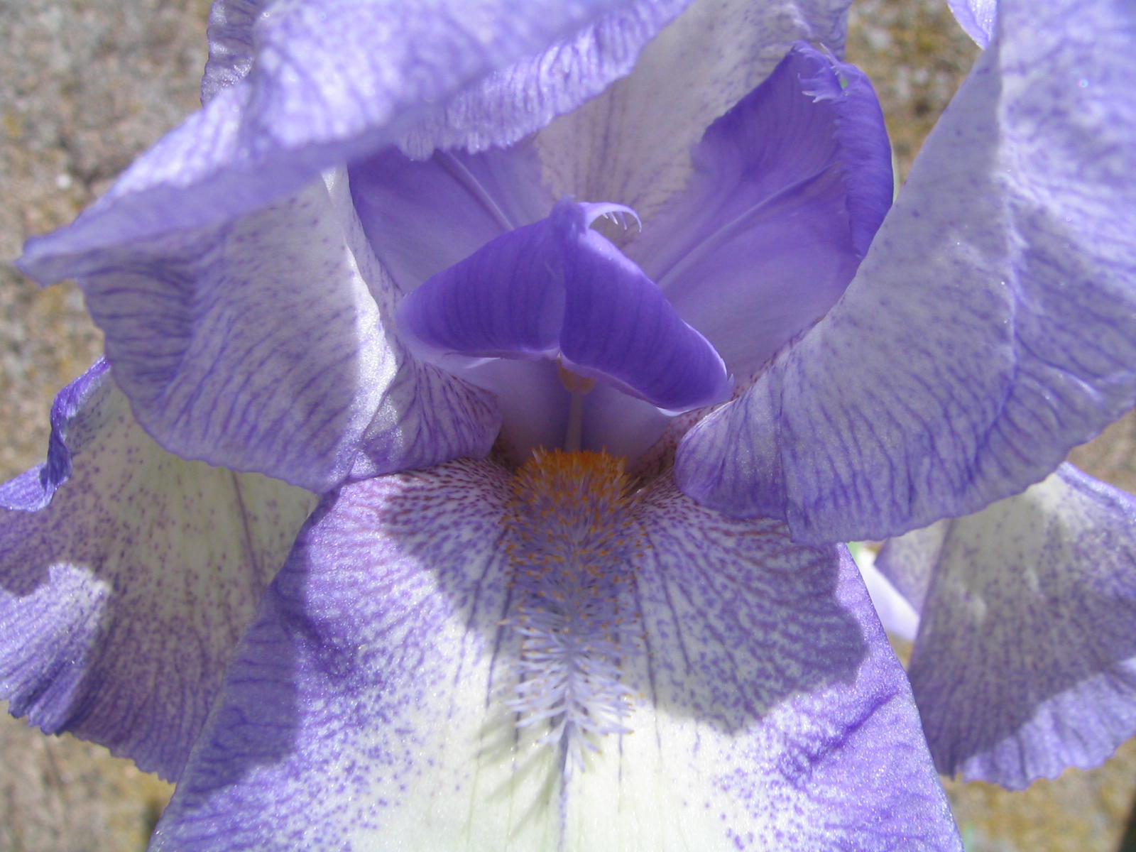 Fonds d'cran Nature Fleurs 